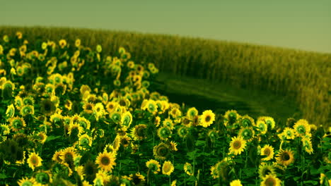 Feld-Blühender-Sonnenblumen-Auf-Einem-Hintergrundsonnenuntergang