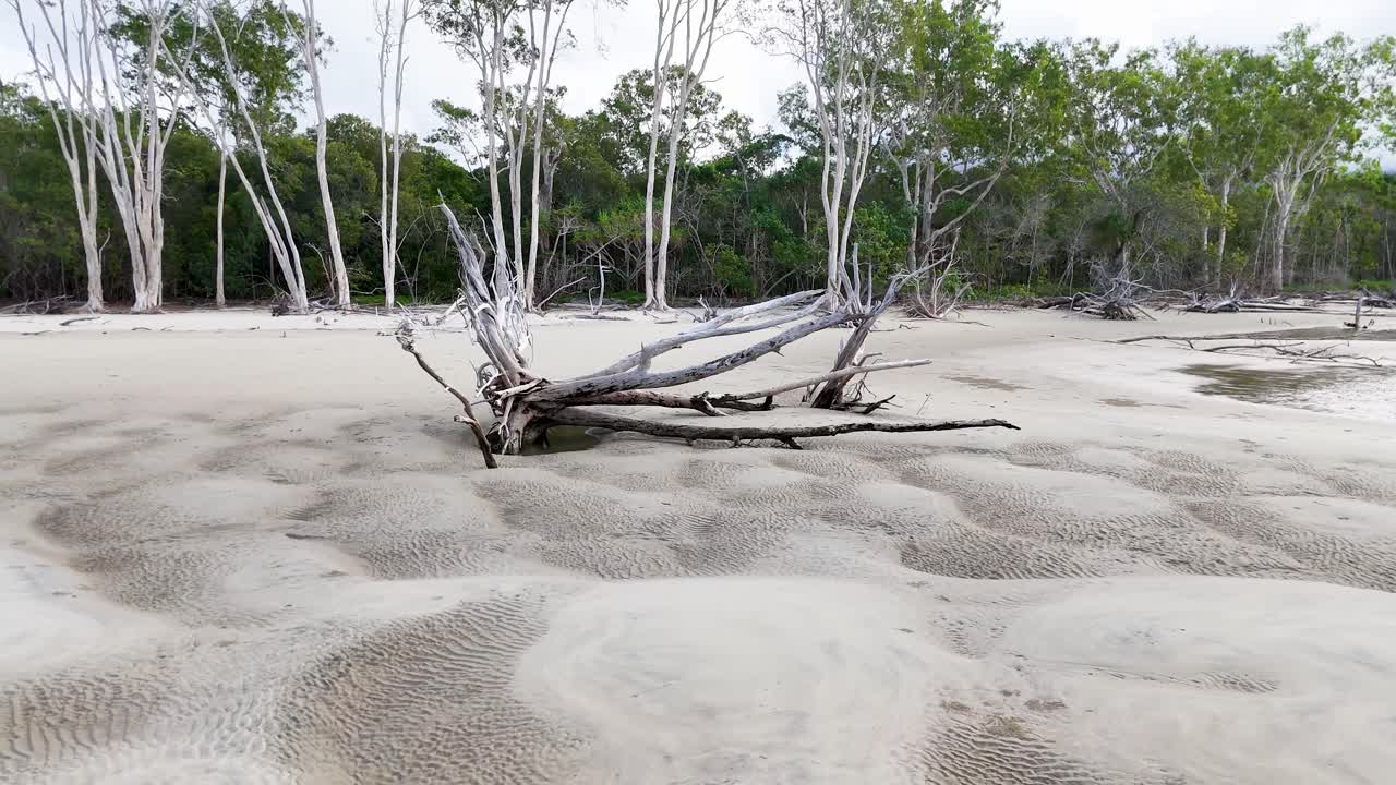 Camera pans over sandy beach with mangrove roots, bright daylight, and lush rainforest backdrop