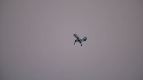 pied king fisher hovering in morning