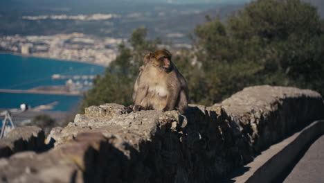 gibraltar apes rest on the wall