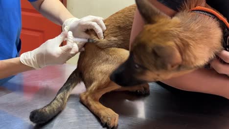 young belgian shepherd taking its monthly vaccination shot at the local vet clinic by the professional veterinarian