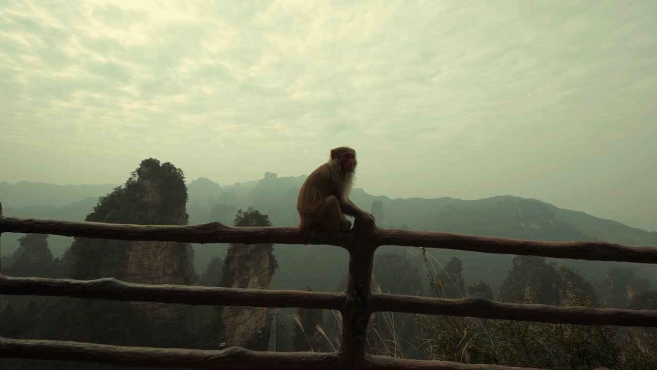 Wild Rhesus Macaque Monkey Sitting on Railing with Zhangjiajie Peaks in Background