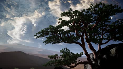 pine tree desert