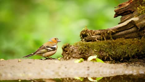 Common-Eurasian-Chaffinch-in-Friesland-Netherlands-detailed-closeup-of-bird-chewing-and-eating-moss-from-log