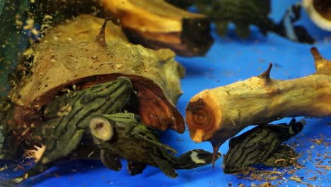 primer plano de una escuela de bagre boca de succión de rayas negras y grises pleco real de ojos embotados y pleco real de línea quebrada chupando el fondo y los lados de un acuario de vidrio