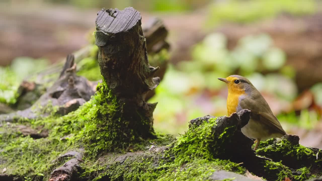 Slow motion robin perched on small branch in green woodland environment