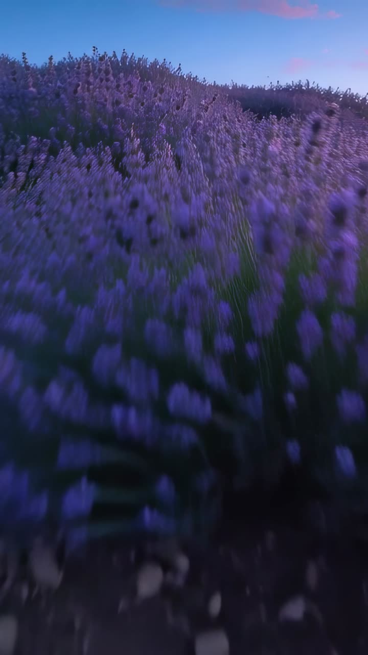 Volo dinamico sopra un bellissimo campo di lavanda al crepuscolo