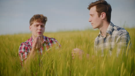 two farmers inspecting wheat field