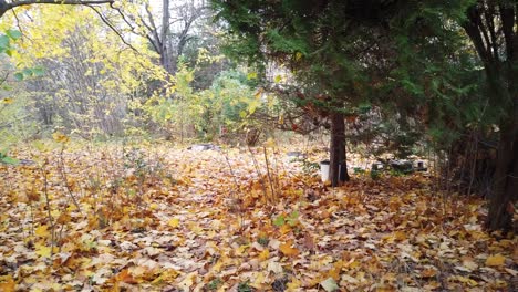 pan to the left in a park in berlin germany nature dead leaves trees colors of autumn hd 30 fps 6 sec