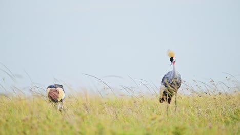 slow motion shot of two grey crowned cranes looking over horizon african wildlife in maasai mara national reserve, kenya, beautiful africa safari birds in masai mara north conservancy