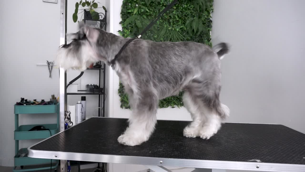 perro schnauzer en miniatura se sacude en la mesa después de ser arreglado, cámara lenta
