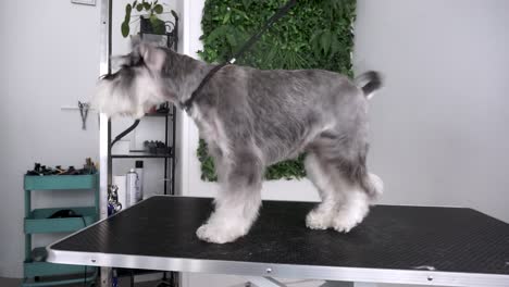 miniature schnauzer dog shakes off on table after being groomed, slow motion