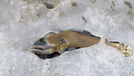 a deer hoof from a killed deer sits frozen in the snow in the wilderness of alaska