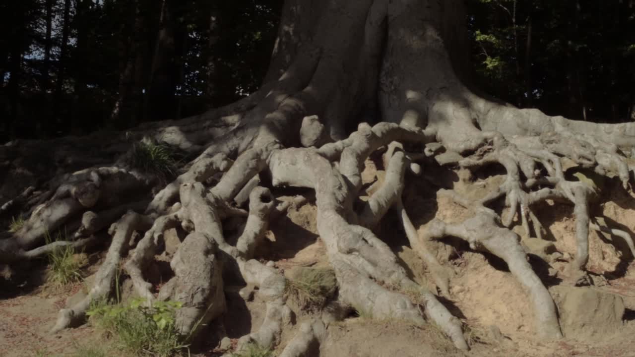 Exposed old tree roots in forest panning shot