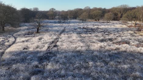 Frost covered grass Epping Forest UK in winter low aerial 4K footage