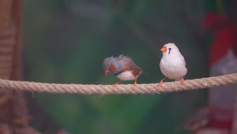 zebra finches on a rope