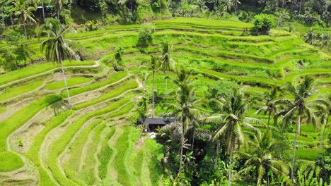 Curved,-irregular,-terraced-rice-fields-surrounded-by-plam-trees-in-lush-green-sceneray,-aerial-descend,-downwards-flight