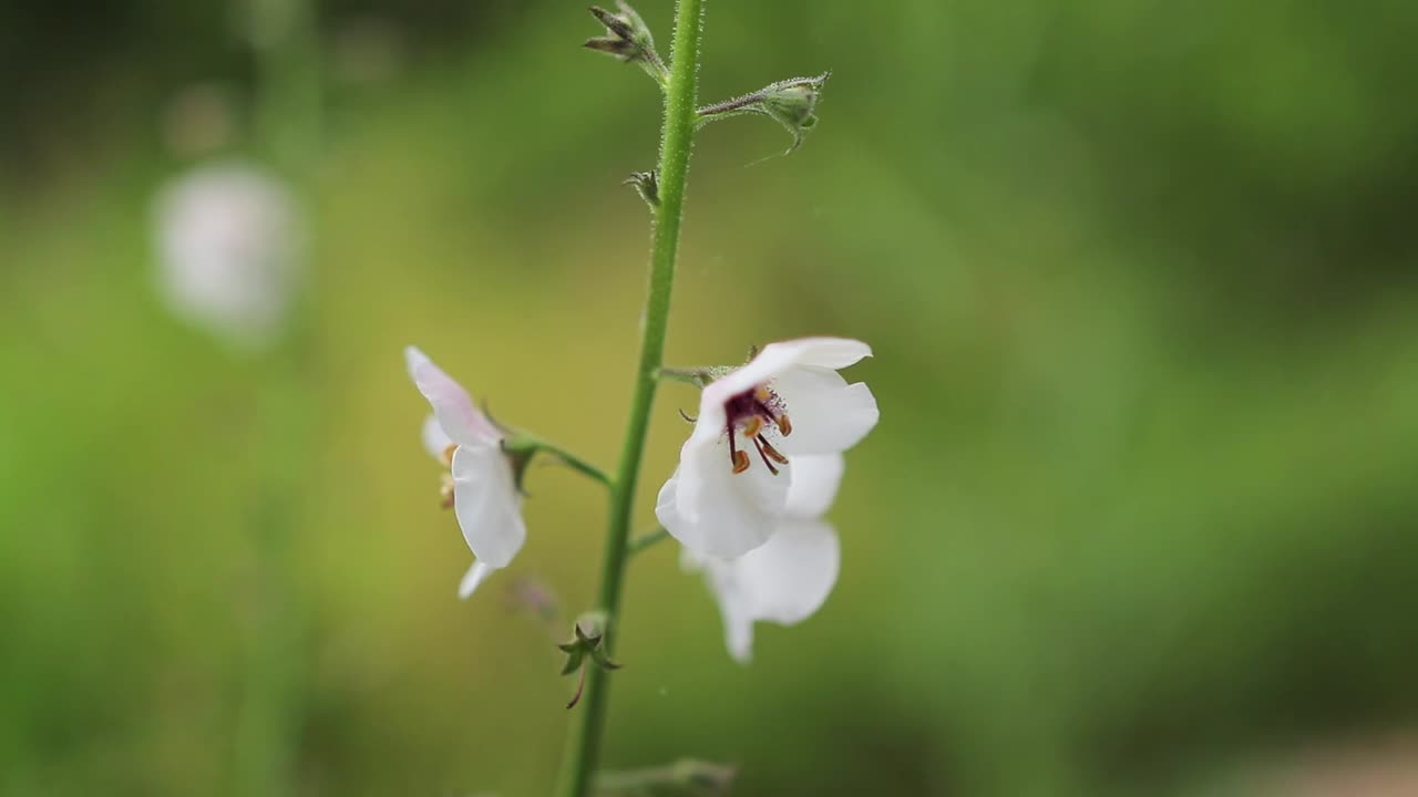 White Flower With Dark Burgundy Center With Creamy Background Cinematic Handheld Pushin HD