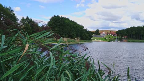 The-reeds-on-the-lake-gently-sway-in-the-wind