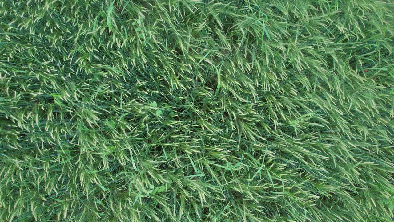 Piante coltivate verde intenso che formano una trama uniforme di texture agricola, che mostra una crescita sana della vegetazione, una superficie agricola e uno sfondo naturale per concetti di ecologia e agricoltura, scatto dall'alto verso il basso