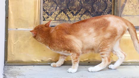 a cat investigates surroundings at wat pho, bangkok