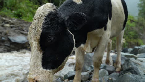 macro close up of ecuadorian wild cow standing on rocks beside flowing river in amazon rainforest - slow motion