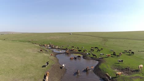 aerial view of cows grazing in a field