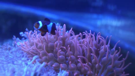 a clown fish laying on a pink anemone