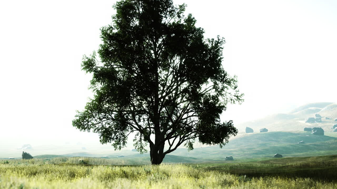 Majestic tree stands alone in a serene landscape during daylight hours