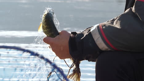 Fisherman’s-hands-untangle-pike-fish-from-net-in-sunlight,-close-slomo