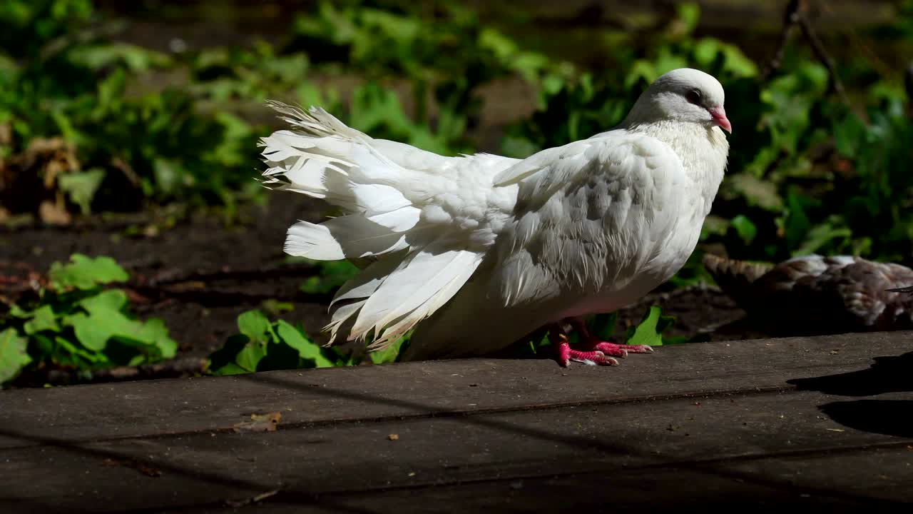 두 개의 아름다운  비둘기가 서로 소통하며, 서로의 아름다움을 보여주기 위해 리를 어 놓습니다.