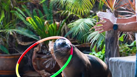 sea lion performs with hula hoops at zoo