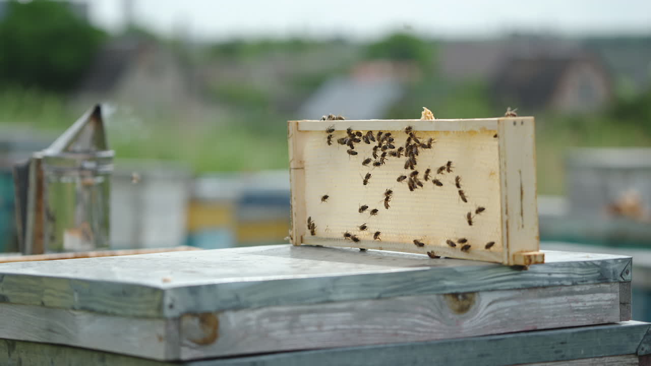 Bees crawling over the little frame of empty honeycombs placed on top of the hive. Smoker at the backdrop. Blurred background.