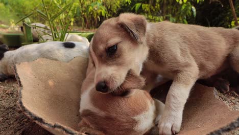 homeless puppies on the streets of the city.