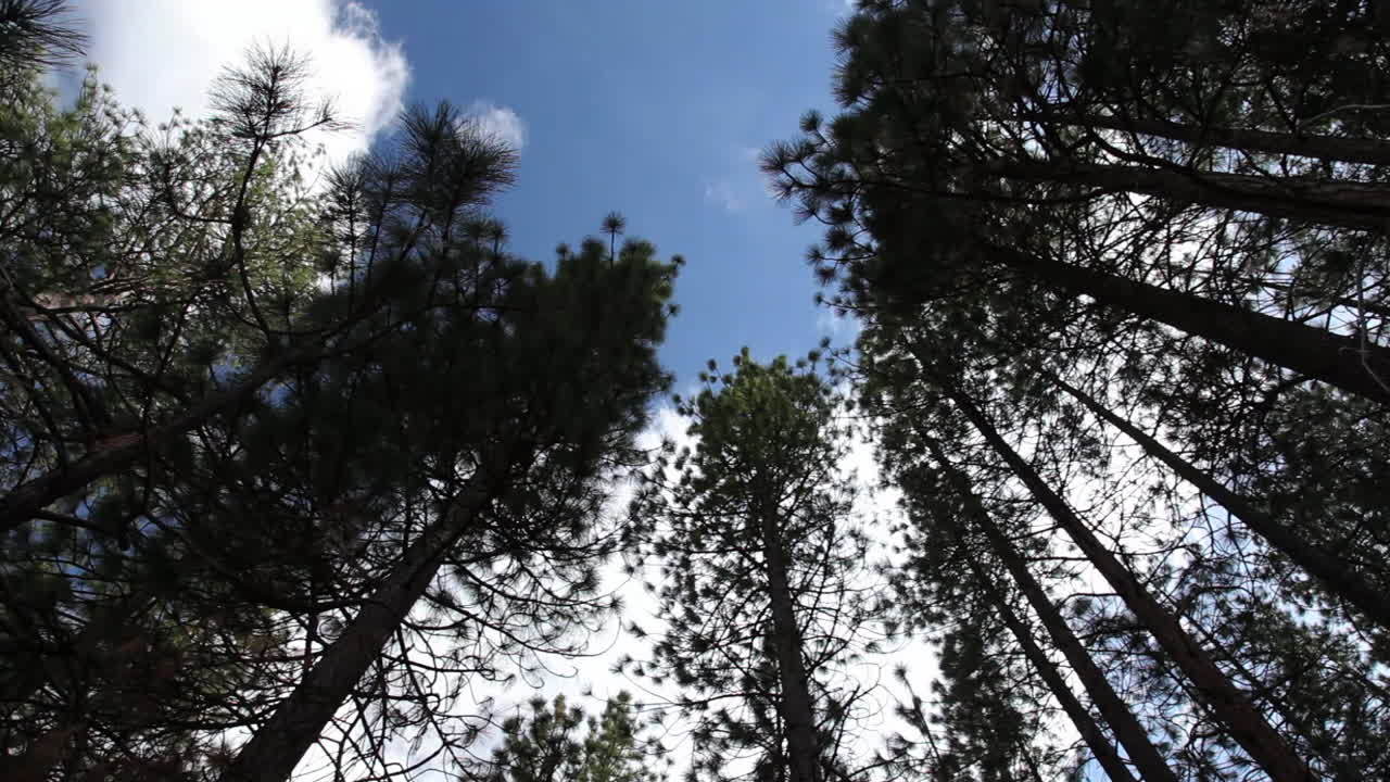 Tree Pan Video 01