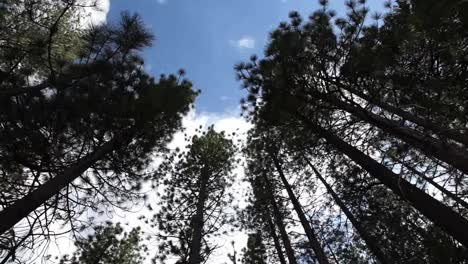 tree pan video 01