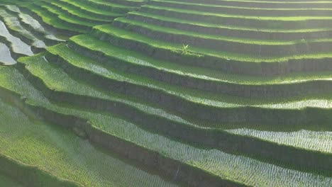 Tiro-De-Drones-En-órbita-De-Hermosos-Campos-De-Arroz-Verde-En-Terrazas-Con-Montañas-En-El-Fondo-En-La-Mañana,-Java-Central,-Indonesia