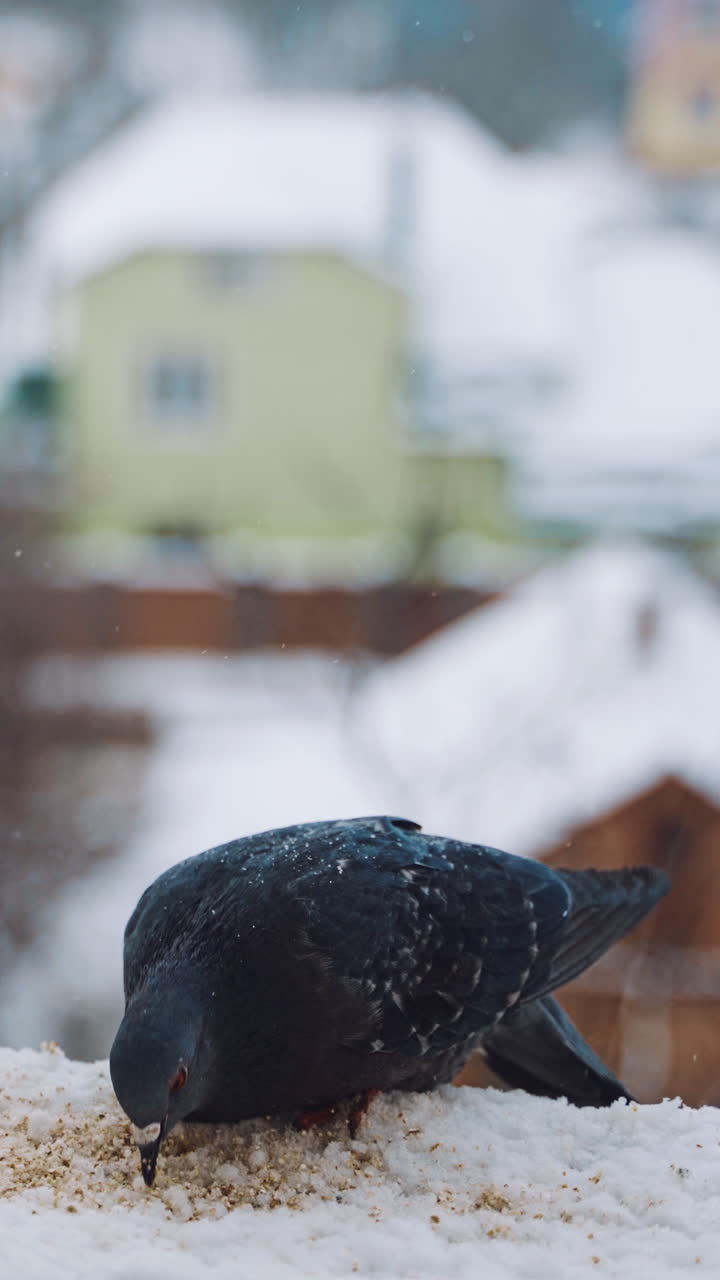 Hungry pigeons are eating in the snow on the houses background. Two beautiful birds eat crumbs on the roof in snowy winter. Vertical video