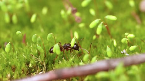 Ant-close-up-in-the-wild.