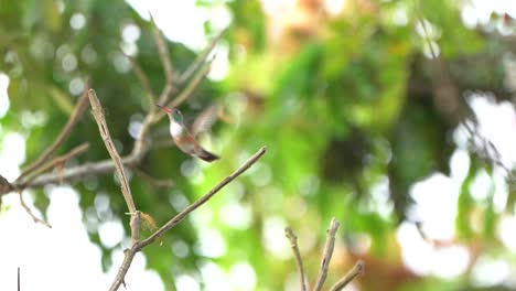 colibrí aterriza en una ramita