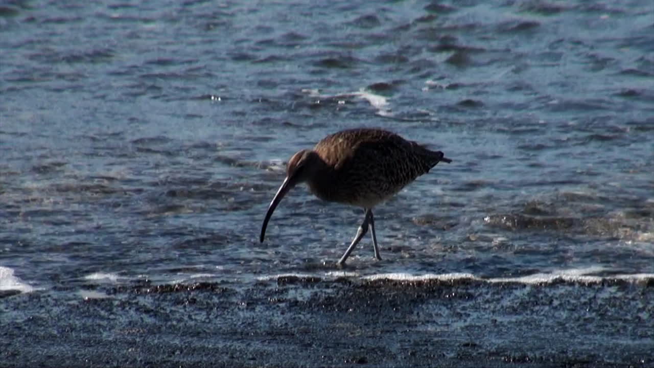 pájaro de la orilla en la orilla