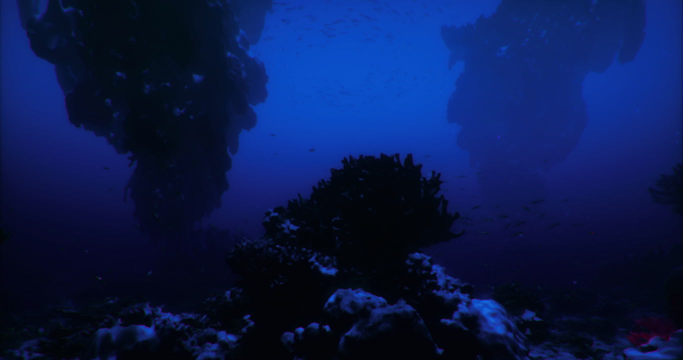 Exploring the depths of an underwater wonderland teeming with life