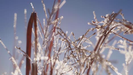 close up of frozen grass