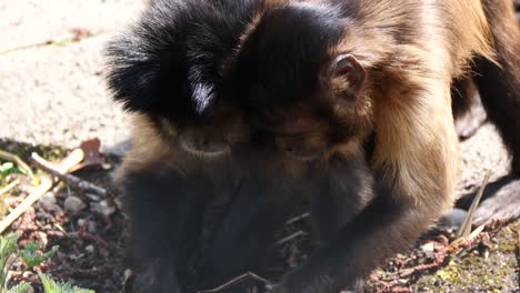 close up of mother and baby of capuchin monkeys digging in ground during sunny day