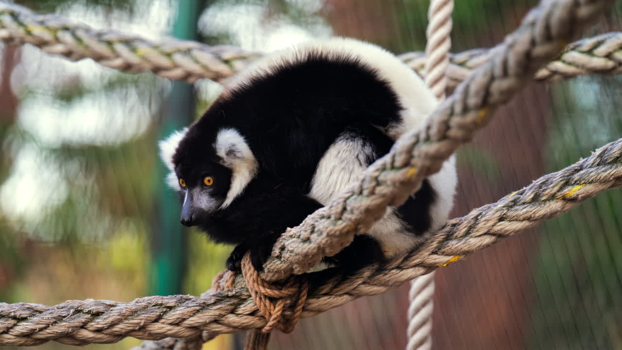 Close up of a black and white lemur sitting on a suspended rope at the zoo