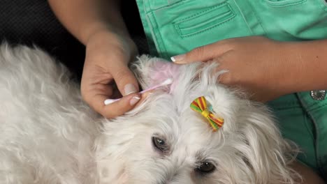 woman pet owner cleaning ear to dog with cotton wool