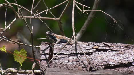 male eastern fence lizard perches on top of a pine log on a windy day