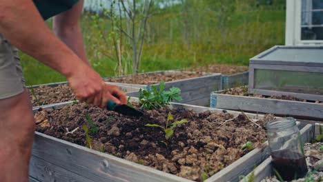 gardener putting seedlings in soil - close up