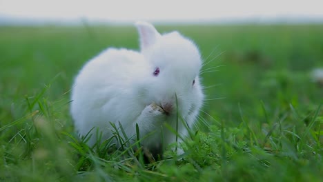 a cute white rabbit eating grass in a field