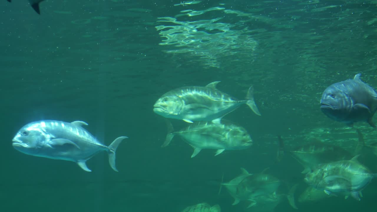 Observe dynamic interactions of sharks and fish in their natural underwater habitat